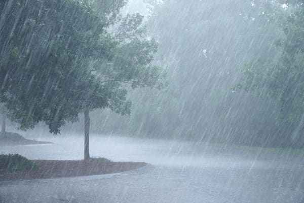 Storm Causing Tree to Weaken