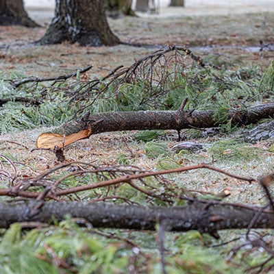 Broken Limbs