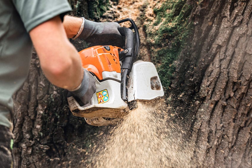 Chainsaw Cutting Large Tree Trunk