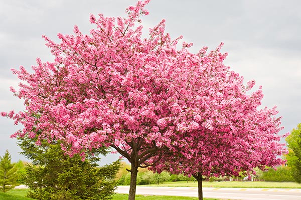 Beautiful Flowering Trees To Plant In NC Integrity Tree Care In Beautiful Flowering Trees To Plant In NC Integrity Tree Care In